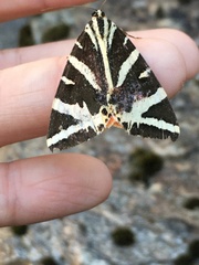 Euplagia quadripunctaria