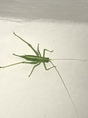 Meconema meridionale