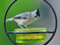 Baeolophus atricristatus