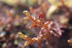 Frullania