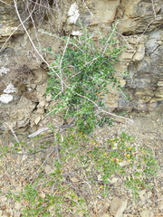 Olea europaea europaea