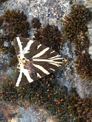 Euplagia quadripunctaria