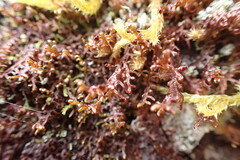 Frullania