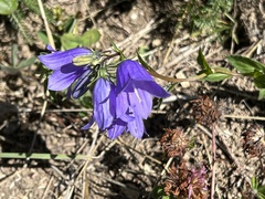 Campanula rhomboidalis