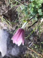 Knowltonia tenuifolia