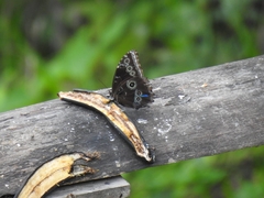 Morpho