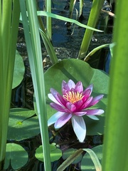 Nymphaea