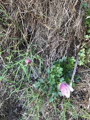 Knowltonia tenuifolia