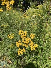 Tanacetum