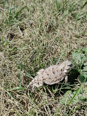 Phrynosoma hernandesi