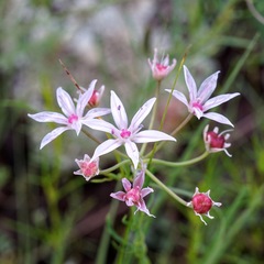 Allium rhizomatum