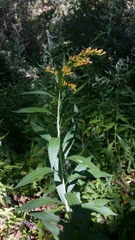 Solidago elongata