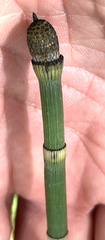 Equisetum