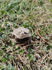 Phrynosoma hernandesi