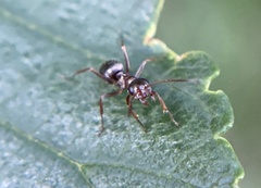 Formica fusca
