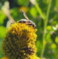 Euodynerus hidalgo
