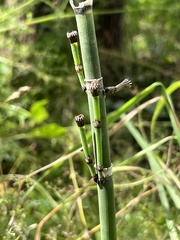 Equisetum