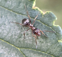 Formica fusca