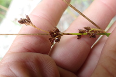 Juncus