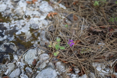 Campanula delicatula