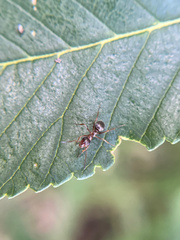 Formica fusca