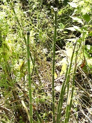 Equisetum