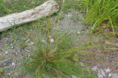 Juncus