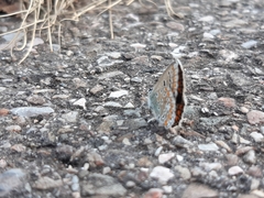 Polyommatus icarus