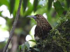 Xiphocolaptes promeropirhynchus