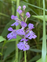 Platanthera psycodes