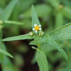 Galinsoga parviflora