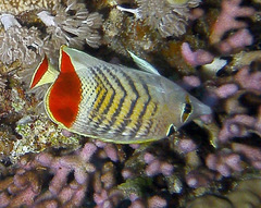 Chaetodon paucifasciatus