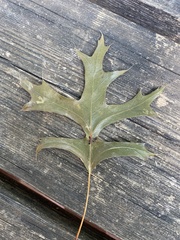 Quercus palustris
