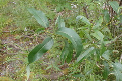 Salix lasiandra