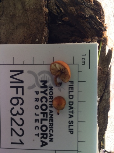 Pleuroflammula subsulphurea (Photo 2 of 2)