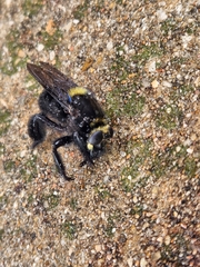 Mallophora leschenaulti