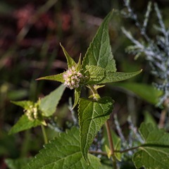 Brickellia grandiflora