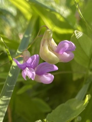 Lathyrus palustris
