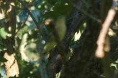 Setophaga castanea