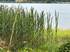 Phragmites australis australis