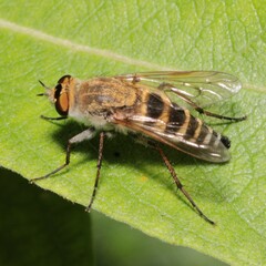 Thereva
