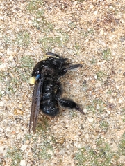 Mallophora leschenaulti