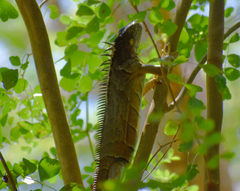 Iguana iguana