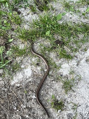 Anguis fragilis