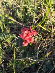 Indigofera procumbens