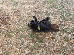 Mallophora leschenaulti