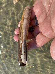 Ensis