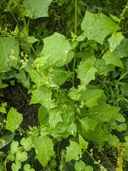 Chenopodiastrum simplex