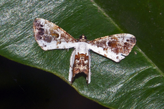 Europlema