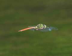 Anax longipes